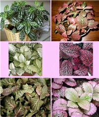 a589e52e-Fittonia Verschaffeltii Page.jpg